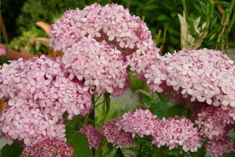 Древовидная гортензия - фото