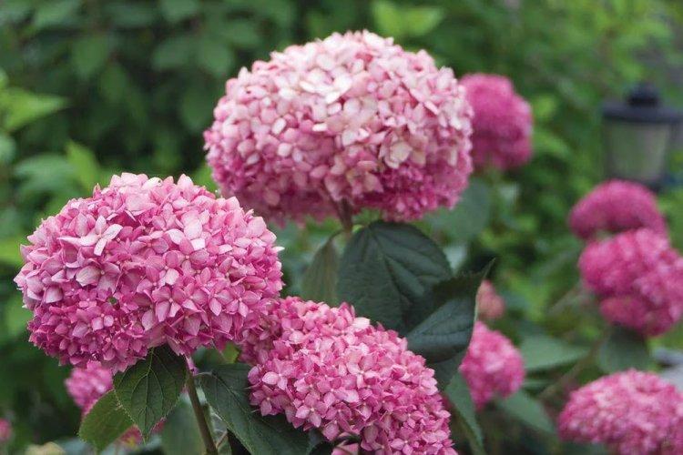 Древовидная гортензия - фото