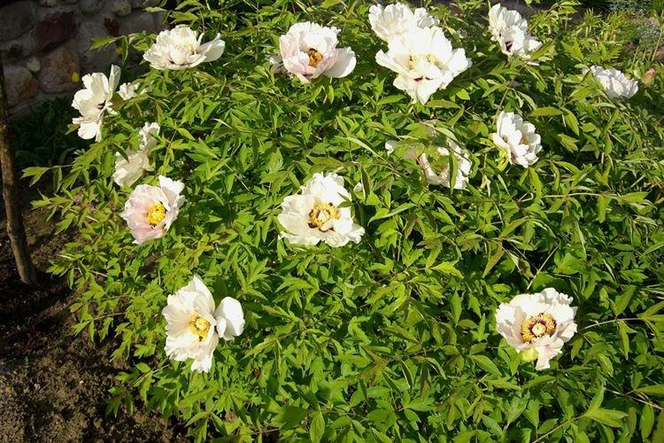 Пион древовидный Синий сапфир