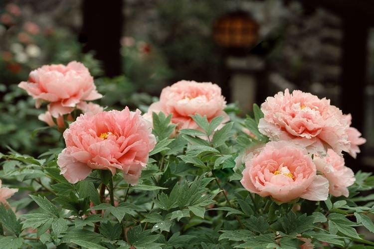 Пион древовидный Коралловый остров