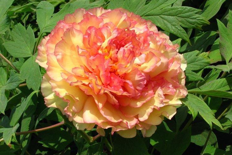 Пион древовидный Кинко