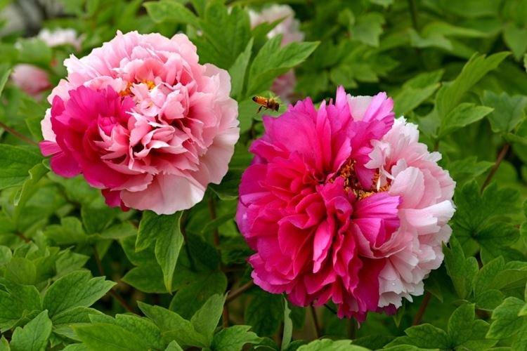 Пион древовидный Сестры Киао