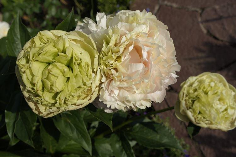 Пион древовидный Зеленый шар