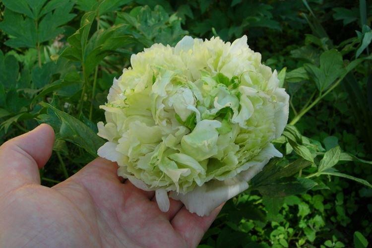 Обрезка - Уход за древовидными пионами