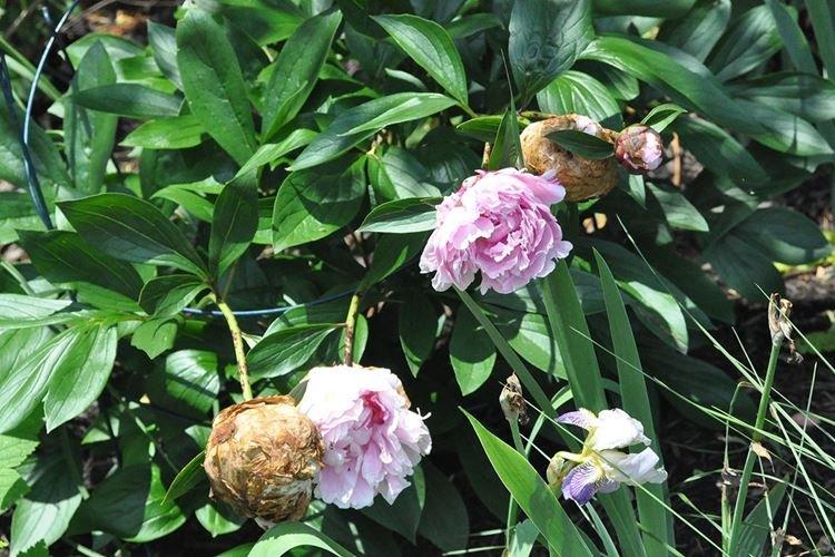 Борьба с вредителями и болезнями - Древовидные пионы
