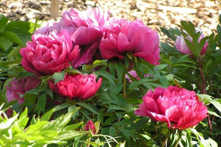 Древовидные пионы - фото