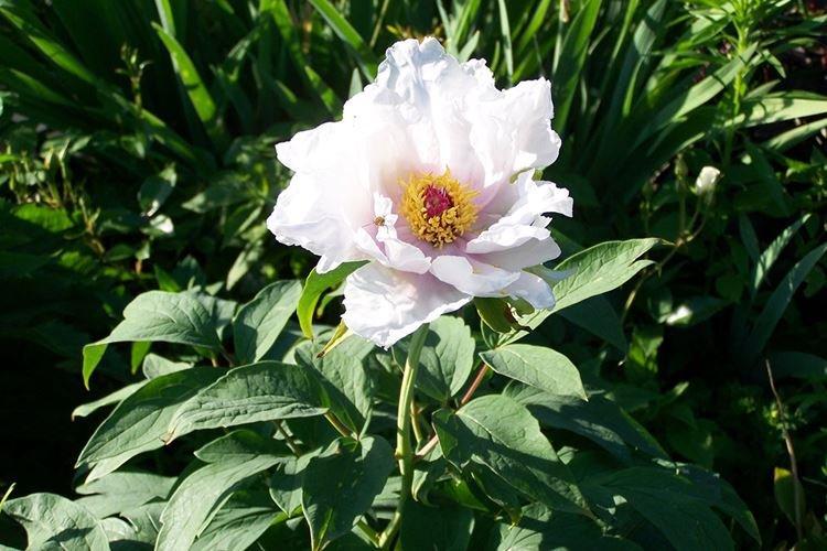 Древовидные пионы - фото