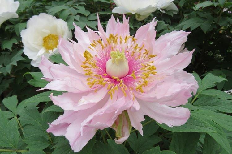 Древовидные пионы - фото