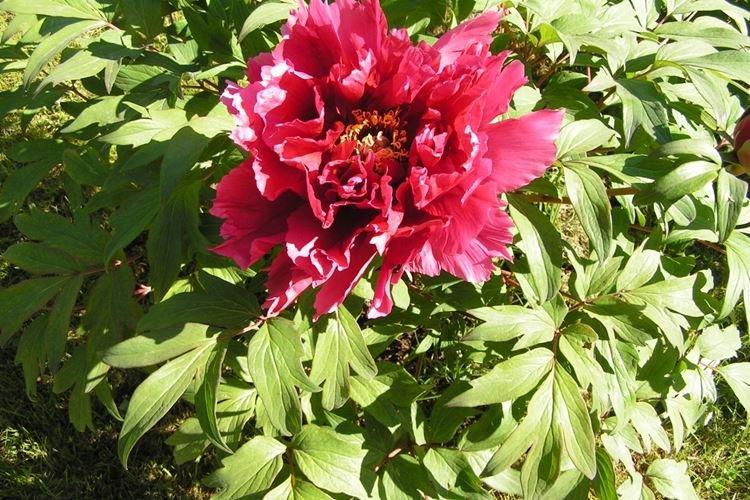 Древовидные пионы - фото