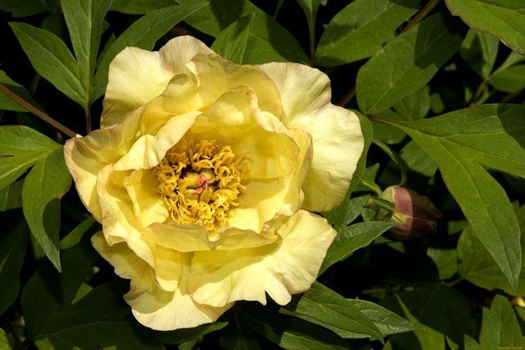 Древовидные пионы - фото