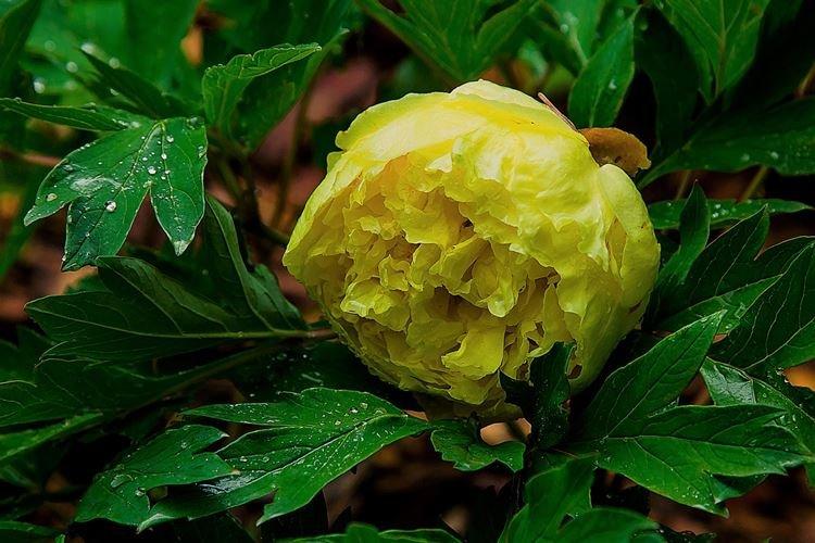 Древовидные пионы - фото