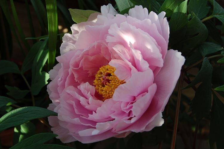 Древовидные пионы - фото