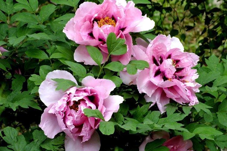 Древовидные пионы - фото