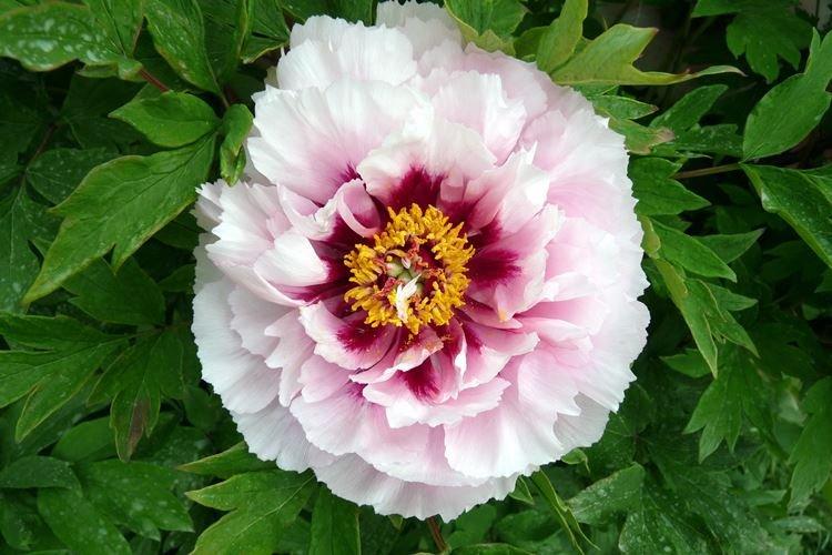 Древовидные пионы - фото