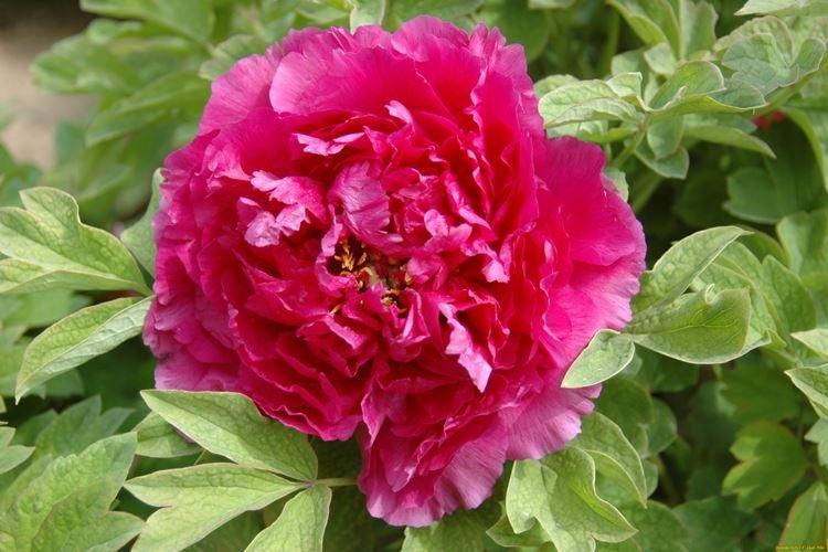 Древовидные пионы - фото