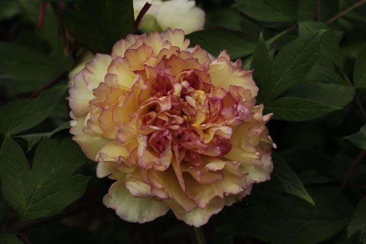 Древовидные пионы - фото