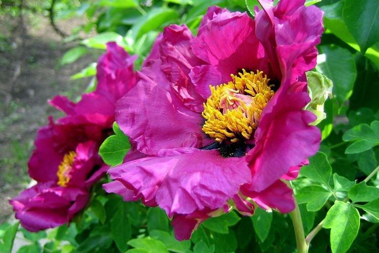 Древовидные пионы - фото