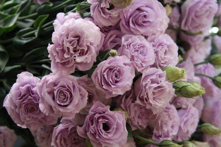 Эустома Росина Лавендер - Виды эустомы