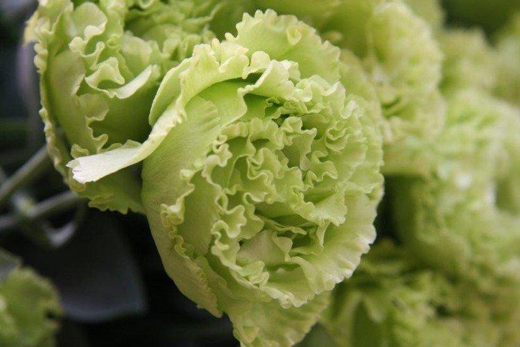 Эустома Fringe mint green - Виды эустомы