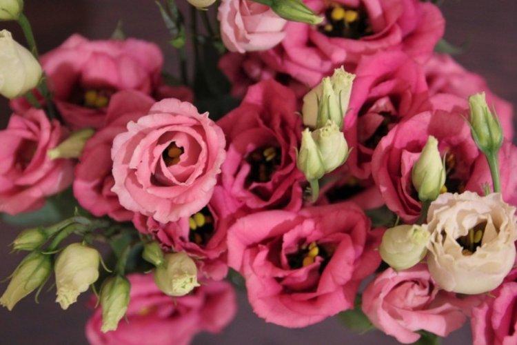 Эустома Carmine - Виды эустомы