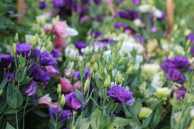 Эустома - фото