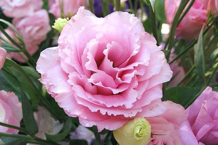 Эустома - фото