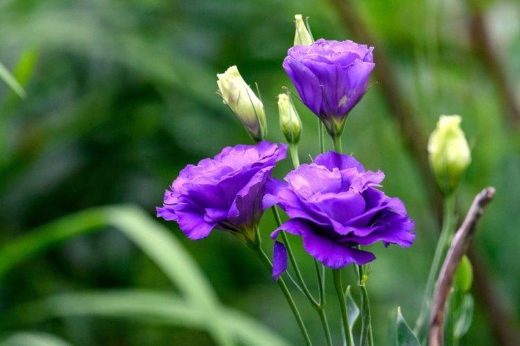 Эустома - фото