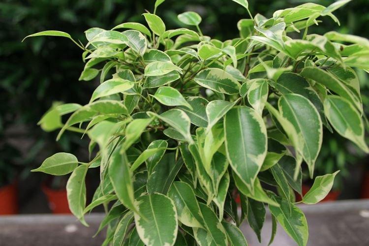 Общая информация - Фикус Бенджамина