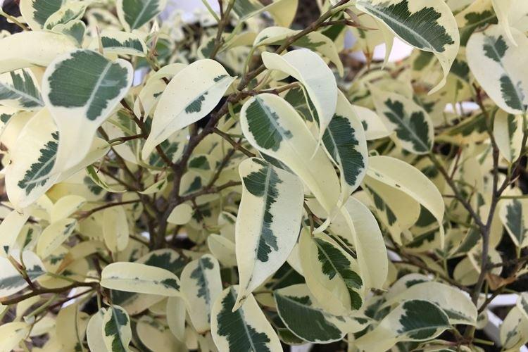 Фикус Бенджамина «Старлайт»