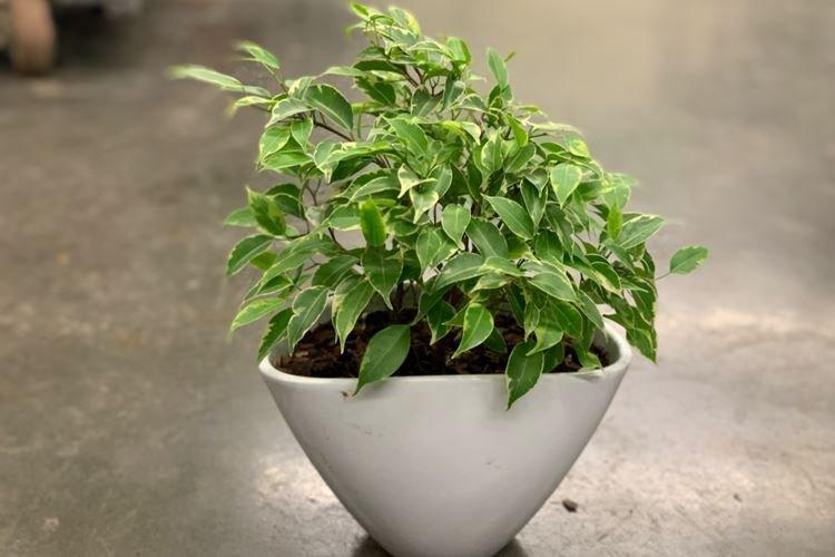 Фикус Бенджамина «Кинки»