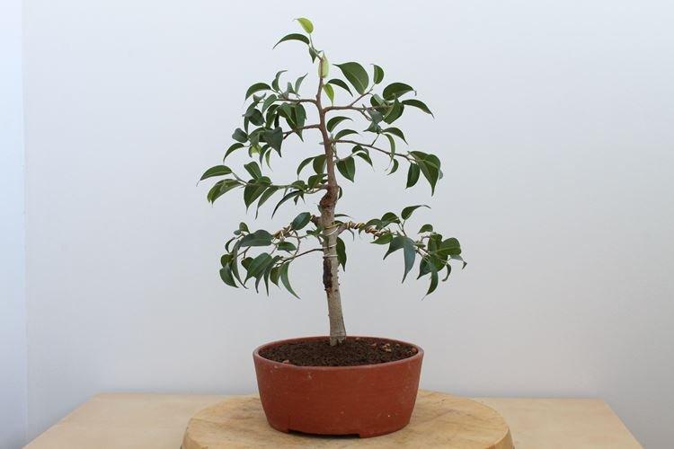 Температура - Уход за фикусом Бенджамина