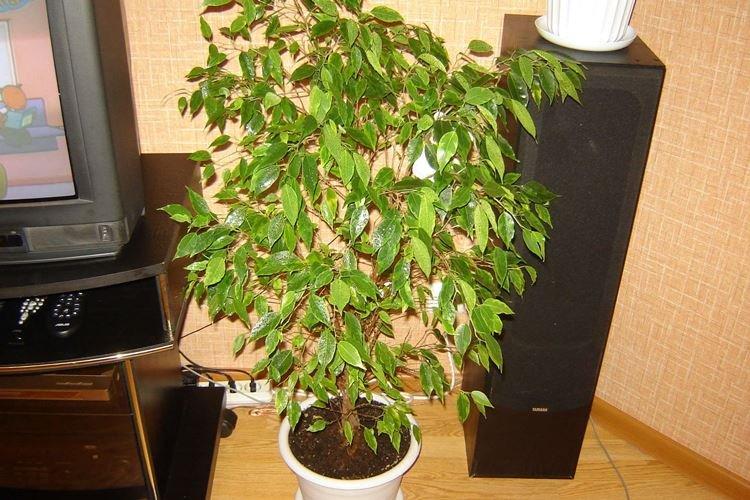 Освещение - Уход за фикусом Бенджамина