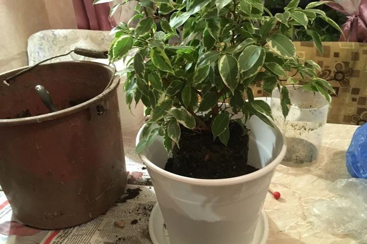 Удобрения и подкормка - Уход за фикусом Бенджамина