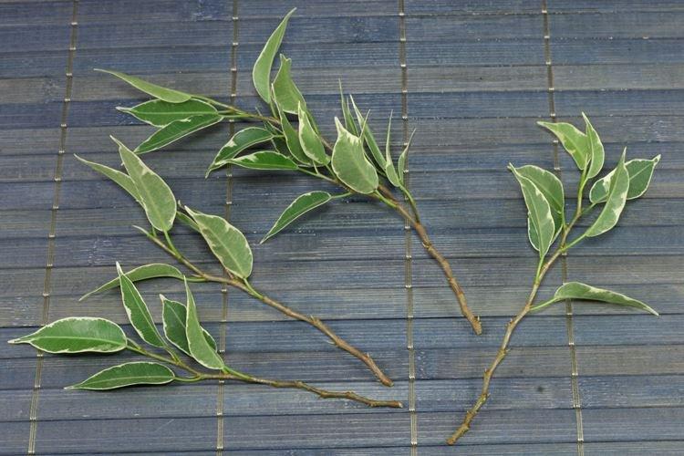 Пересадка и размножение - Уход за фикусом Бенджамина