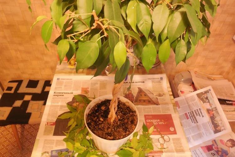 Обрезка - Уход за фикусом Бенджамина