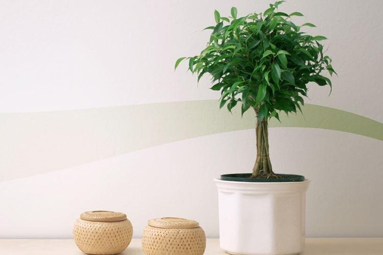 Фикус Бенджамина - фото