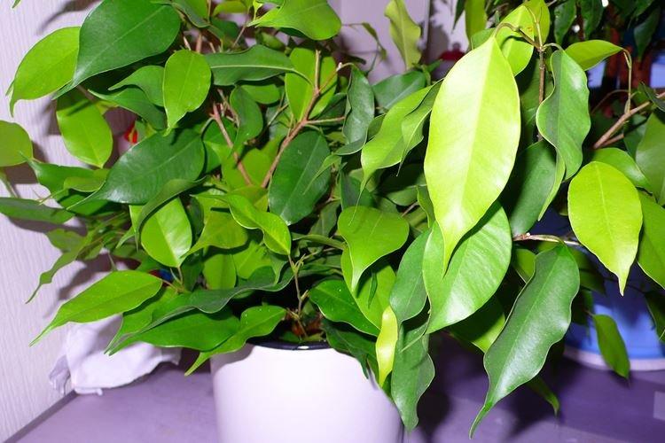 Фикус Бенджамина - фото