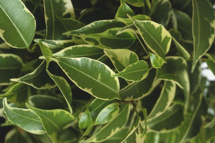 Фикус Бенджамина - фото