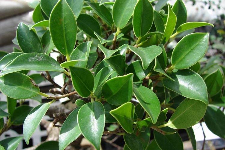 Фикус Бенджамина - фото