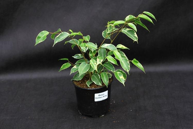 Фикус Бенджамина - фото