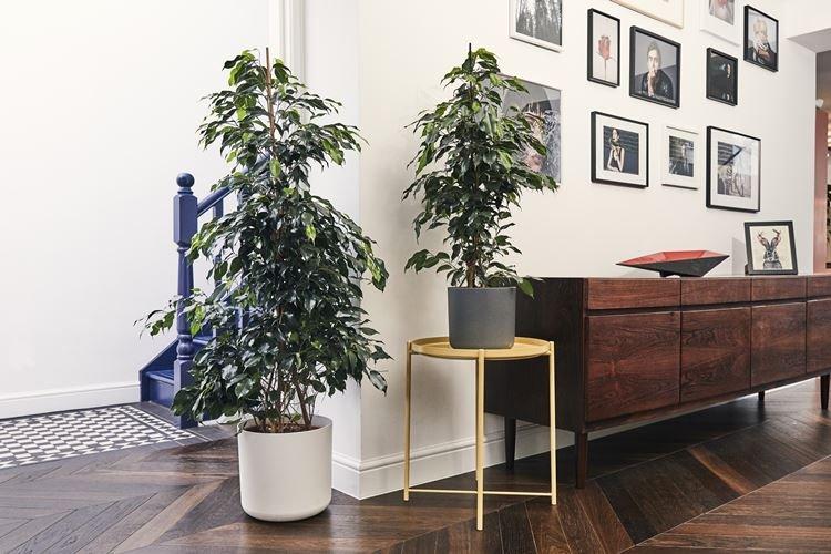 Фикус Бенджамина - фото