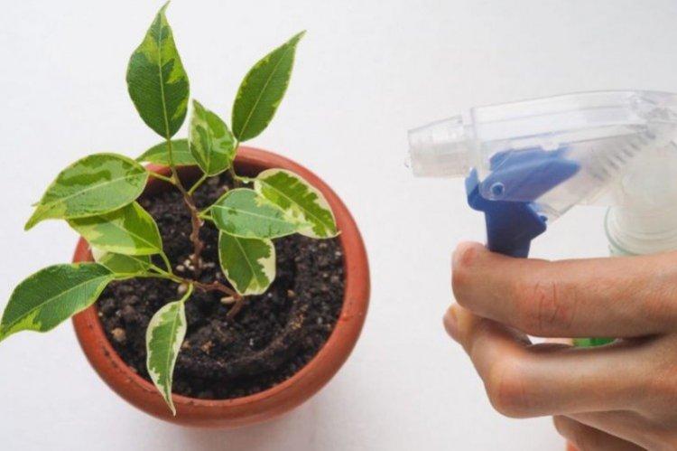 Как поливать фикус Бенджамина - уход в домашних условиях