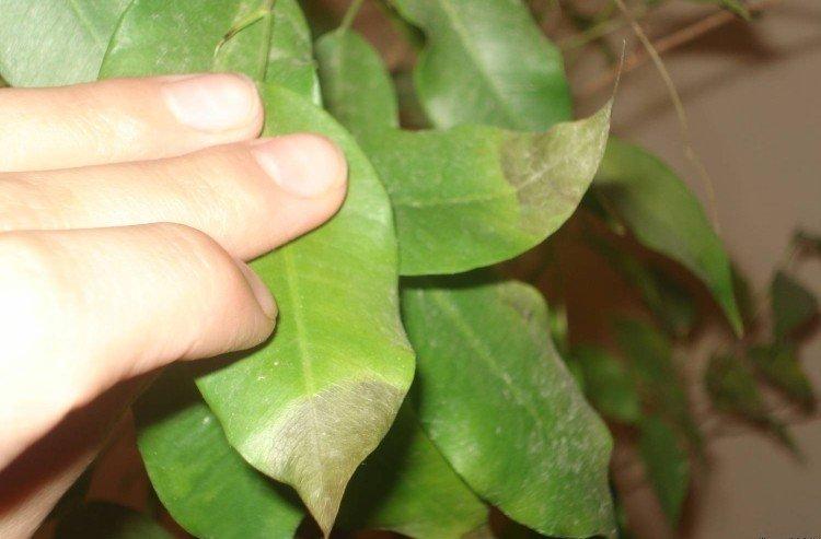 Болезни и вредители - Фикус Бенджамина уход в домашних условиях