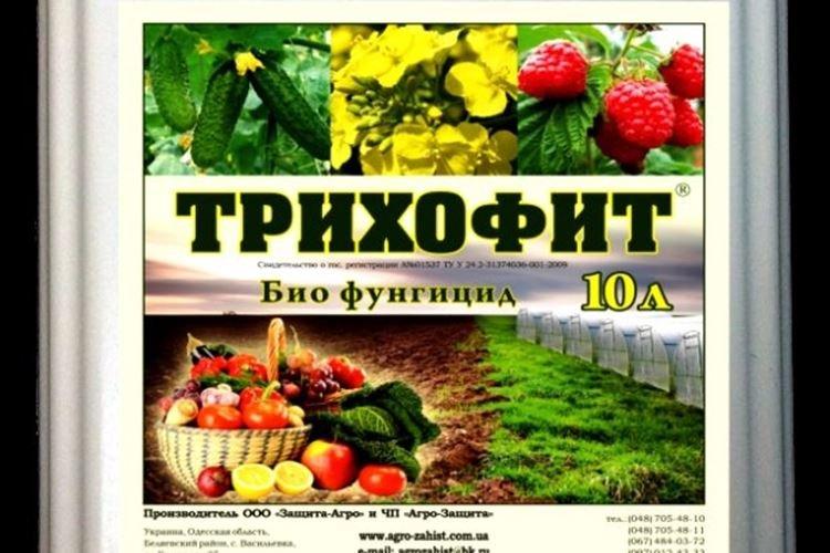Трихофит - Чем обработать помидоры от фитофторы