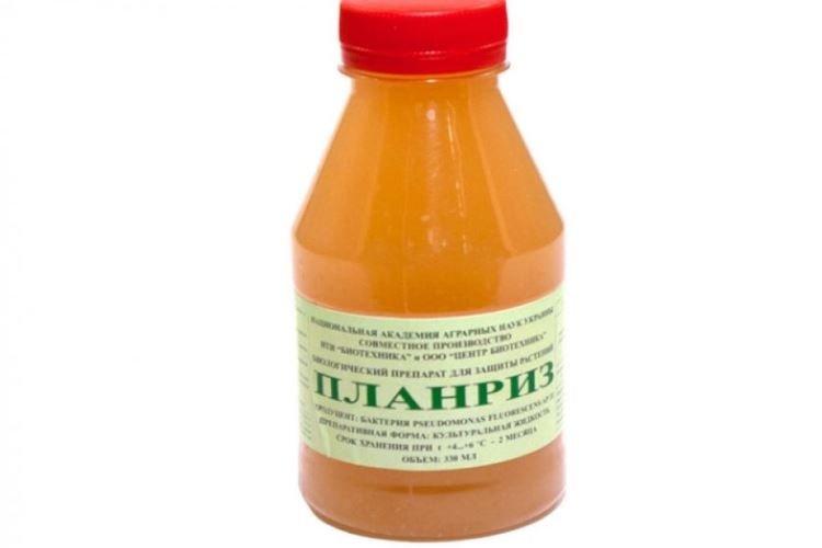 Планриз - Чем обработать помидоры от фитофторы