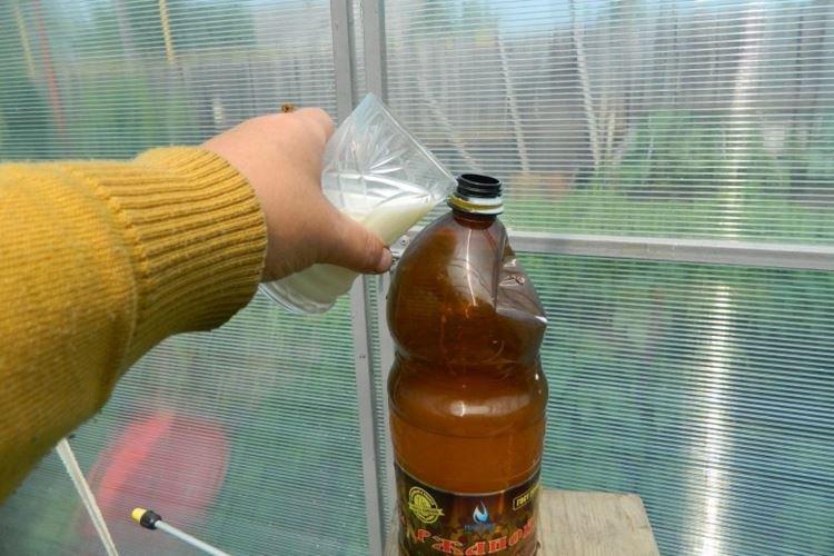 Кефир - Народные средства от фитофторы на помидорах