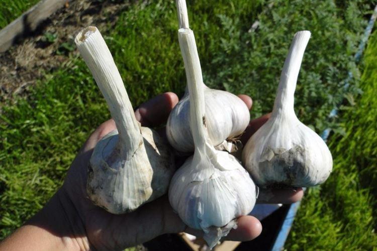 Чеснок - Народные средства от фитофторы на помидорах