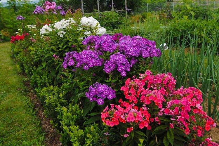 Общая информация - Флоксы