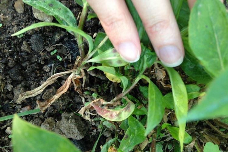 Борьба с вредителями и болезнями - Флоксы