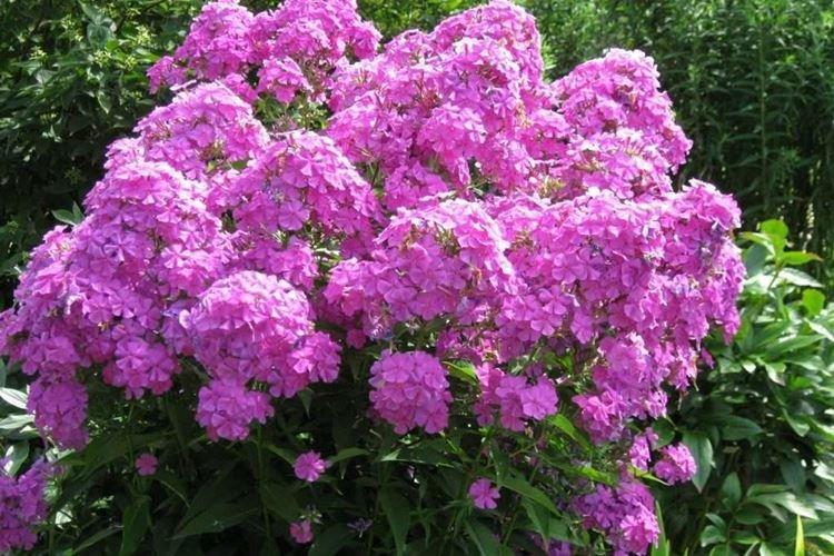 Флоксы - фото